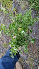 Rhagodia candolleana
