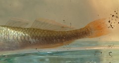 Hypseleotris galii