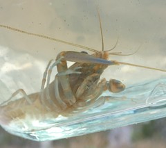 Cherax dispar