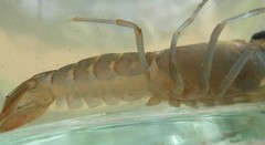 Cherax dispar