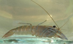 Cherax dispar