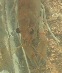 Cherax dispar