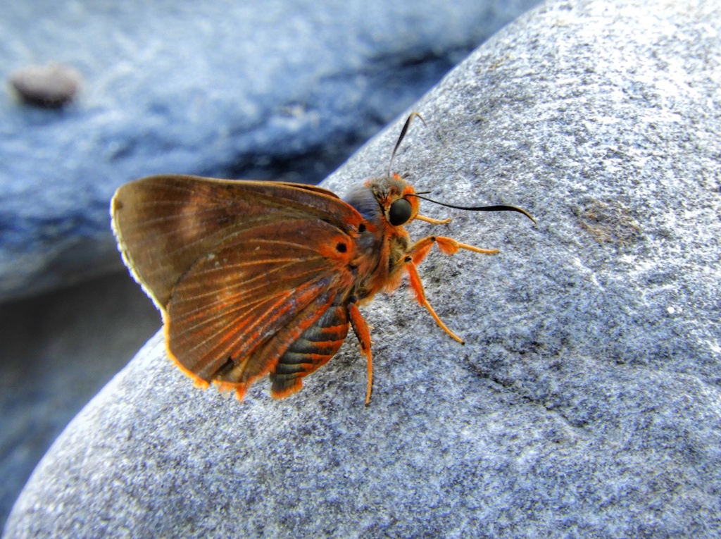 Plain Orange Awlet