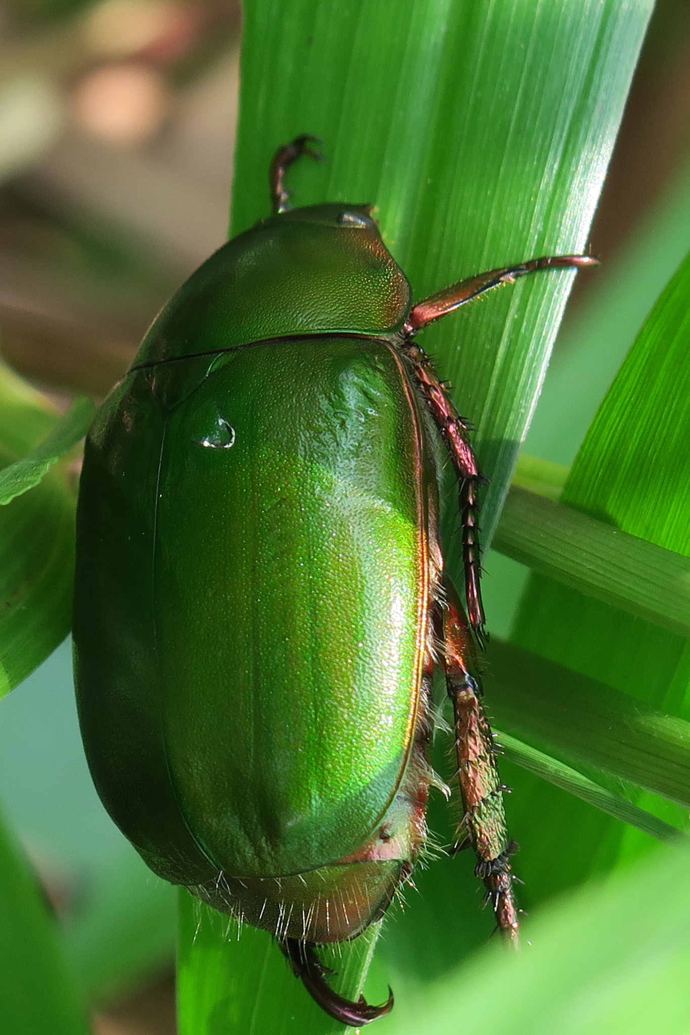 Anomala cupripes (Hope, 1839)