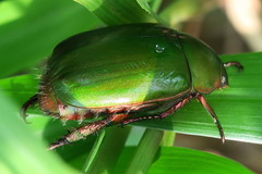 Anomala cupripes