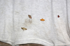 Praeacrospila melanoproctis