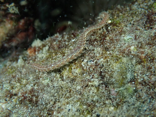 Pherecardia striata observed 2025-07-27