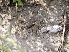 Liolaemus atacamensis