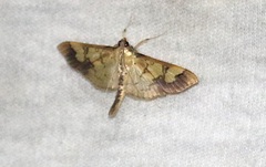 Praeacrospila melanoproctis