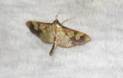 Praeacrospila melanoproctis
