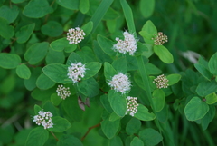 Spiraea beauverdiana
