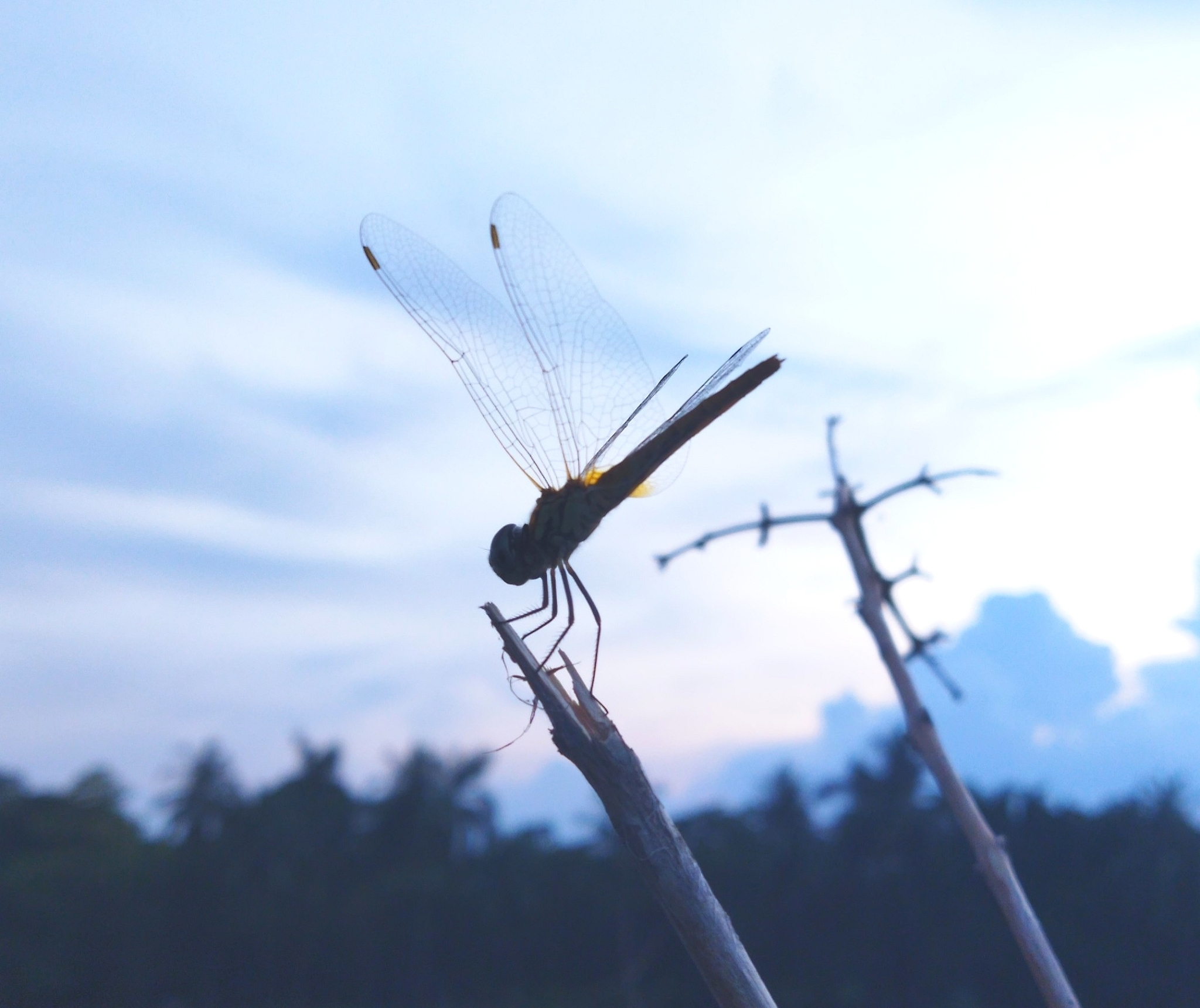 Estuarine Skimmer