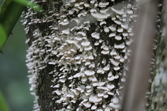 Fungi