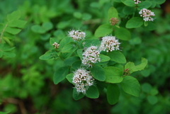 Spiraea beauverdiana