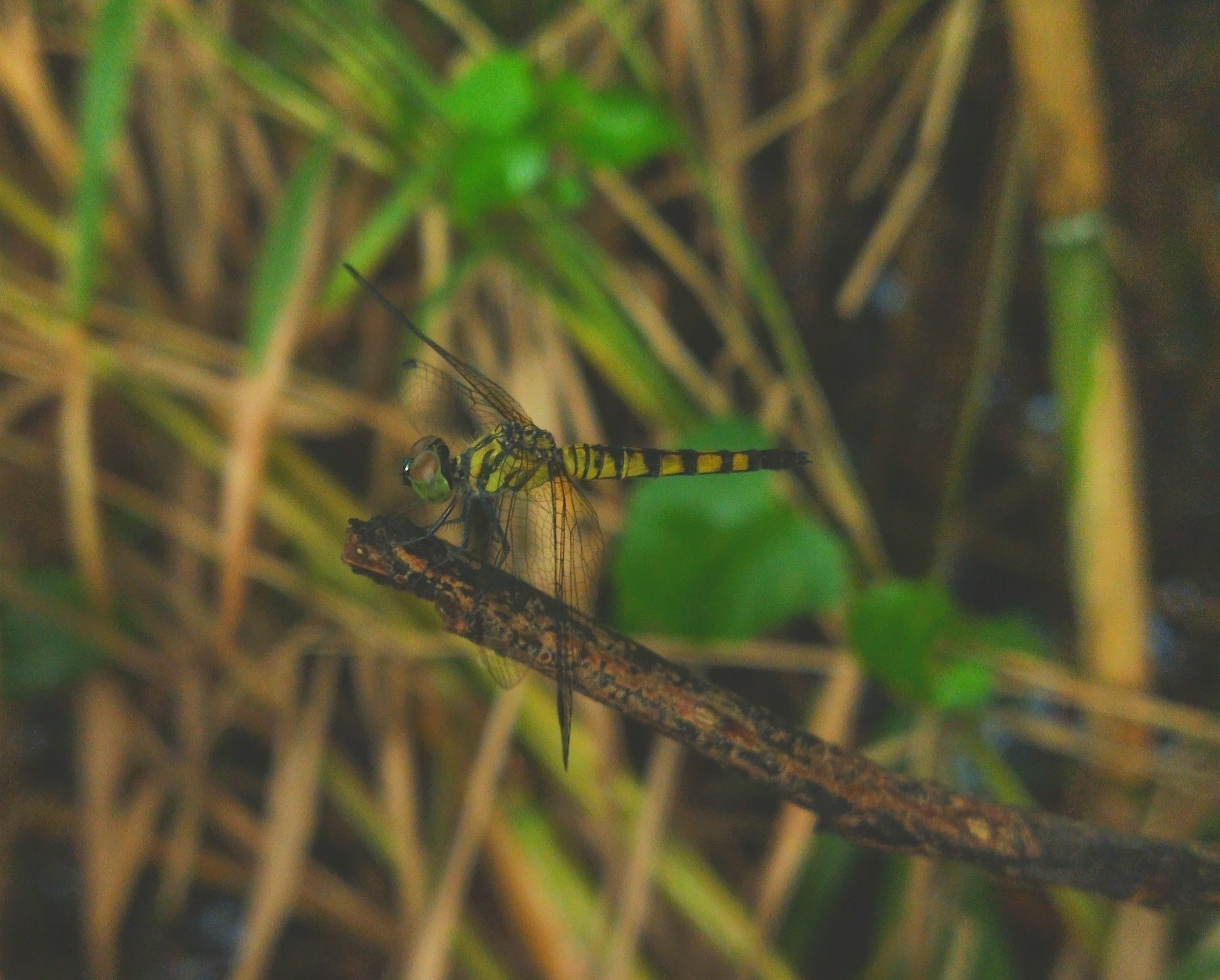 Little Blue Marsh Hawk