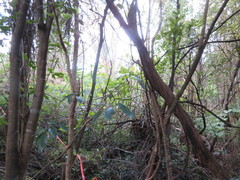 Erythrina ×sykesii