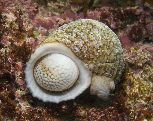 Turbo kenwilliamsi S.T.Williams, 2008