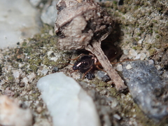 Olisthopus