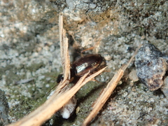 Olisthopus