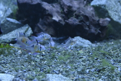 Mikrogeophagus altispinosus