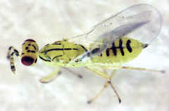 Cirrospilus