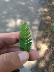 Enterolobium cyclocarpum