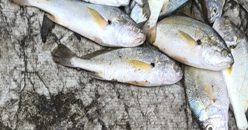 Kathala croaker (Kathala axillaris) — Sciaenidae — 4
