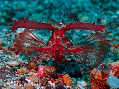 Pteroidichthys amboinensis