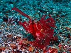 Pteroidichthys amboinensis