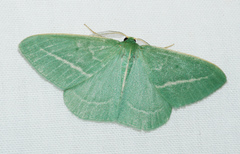 Chlorocoma stereota