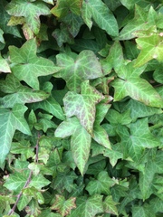 Hedera helix