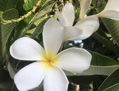 Plumeria