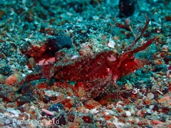 Pteroidichthys amboinensis