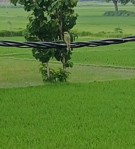 Asian Green Bee-eater