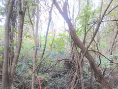 Erythrina ×sykesii