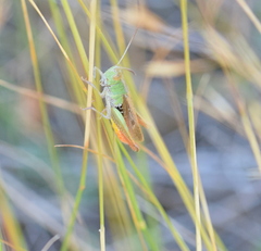 Chorthippus dichrous