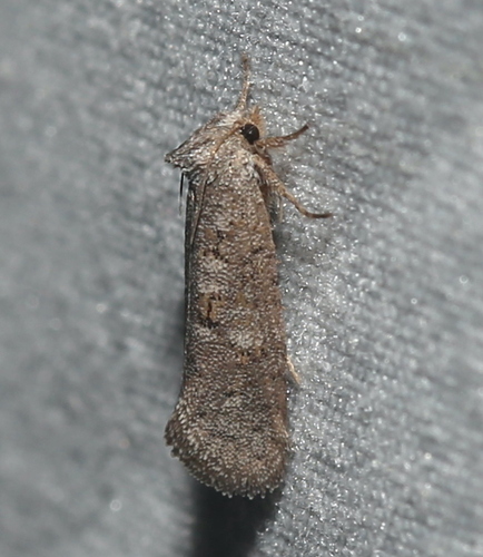 Forbes' Grass Tubeworm Moth photo 3
