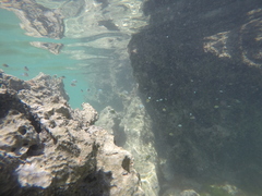 Abudefduf sparoides