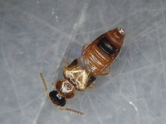 Gyrophaena bihamata