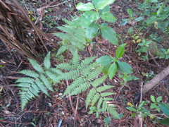 Dicksonia squarrosa