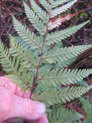 Dicksonia squarrosa