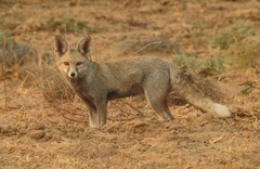 Vulpes vulpes