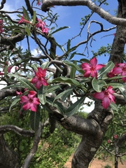 Adenium