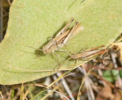 Chorthippus dichrous