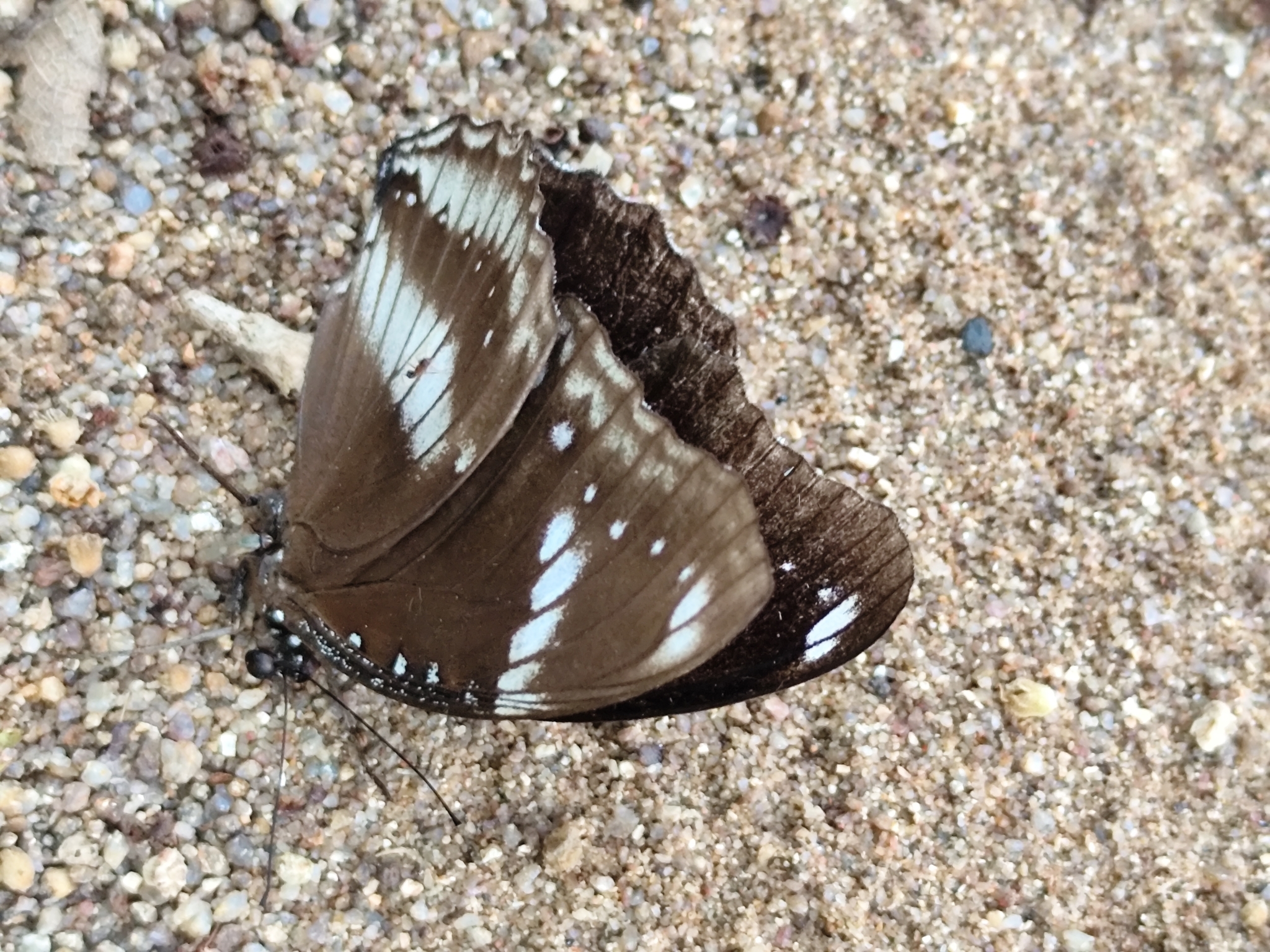 Great Eggfly