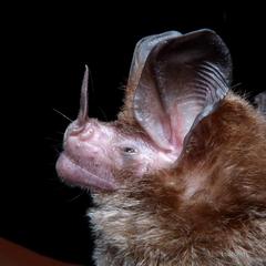 Hairy Big-Eared Bat photo 2