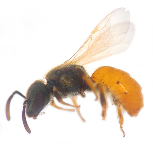 Lasioglossum pictum