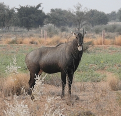 Boselaphus tragocamelus
