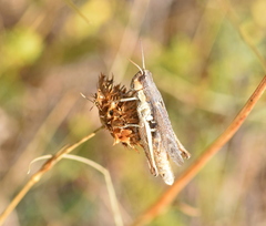 Chorthippus dichrous