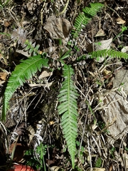 Blechnum medium